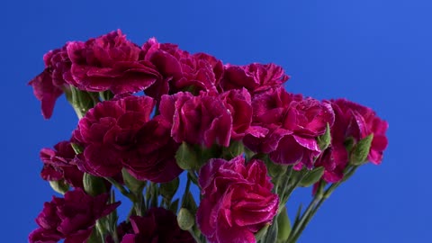 Purple flowers with a blue background