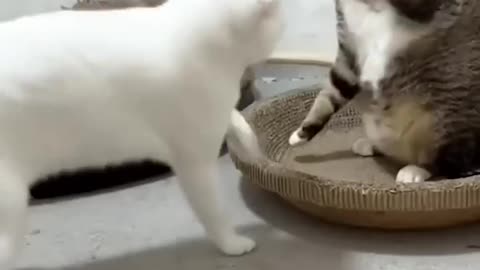 Funny Cat and Dogs