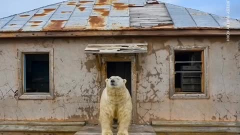 Polar Bears Set Up Home in Abandoned Russian Weather Station