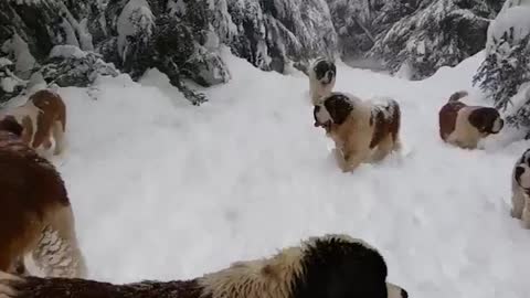 Cute big snow dogs looks satisfying