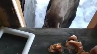 Baby Moose Eating Apples In ALaska