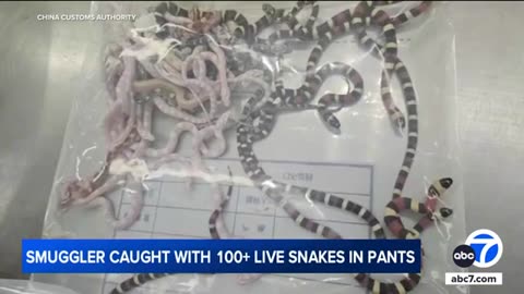 Man tried to smuggle over 100 live snakes into China by stuffing them down his pants