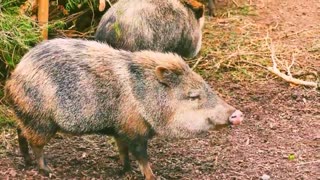 Wild boars