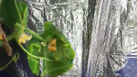 11 July 2033 AD UPDATE indoor hydroponic and leaf curl, leaf 🍃 feeding