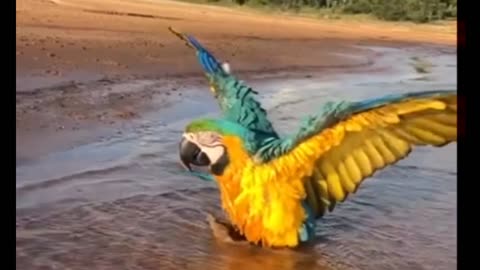 a beautiful macaw 🤩😍