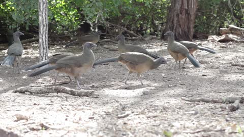 the smartest birds in the world