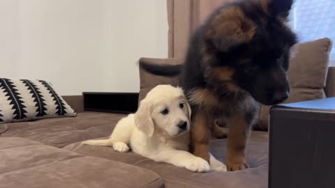 German Shepherd Puppy Meets Golden Retriever Puppy for the First Time!