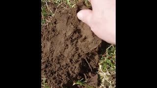 Straight Up Metal Detecting (SHORT) : "Coin Spill" : 2023