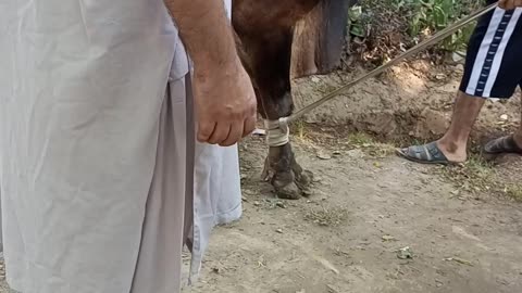 Eid qurbani 2023