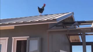 The Roof-Hopping Barred Rock Rooster of H5 Ranch