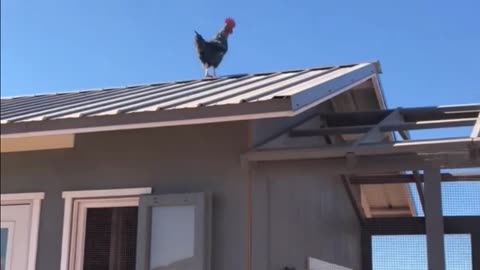 The Roof-Hopping Barred Rock Rooster of H5 Ranch