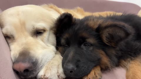 Golden Retriever Shares a Sofa with Puppies