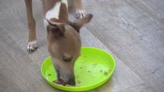 Making A Dog Birthday Cake