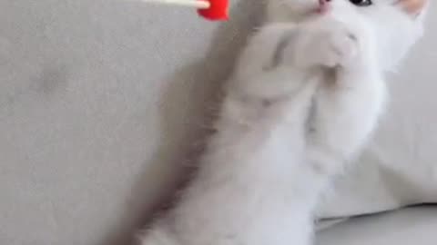 Cute cat playing funny cats