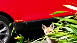 Fox Family Patiently Waits for Food