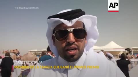 Concurso de camellos entre atracciones del Mundial