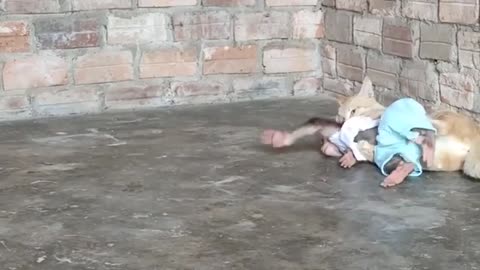 Monkey and kitten fight