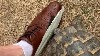 Tommy the Tortoise vs. a Taped Shoe