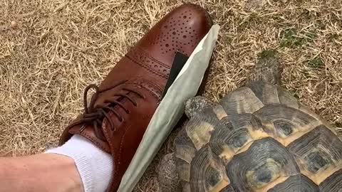 Tommy the Tortoise vs. a Taped Shoe