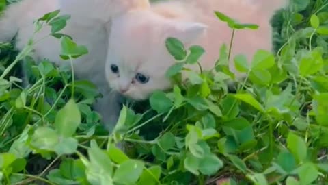 Cat incredibly packs her toys in owner's suitcase