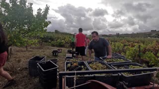 Wine Harvest 2023 Portugal