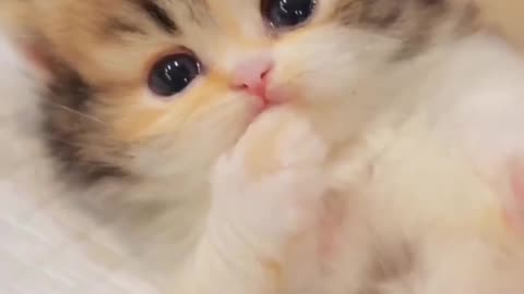 Cutest video of little kitty on today’s internet ❤️ Adorable