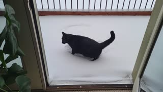 Snowcat