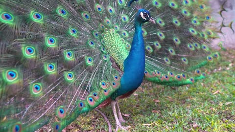 very beautiful peacock