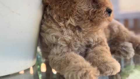 Poodle puppy on a table