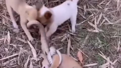 Cute dog fighting video