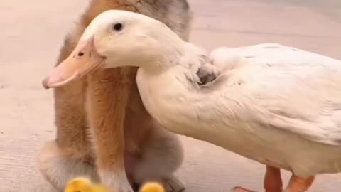 Cute dogs hugging duck
