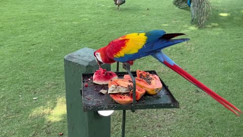 Macaw parrot eating fruits,,,