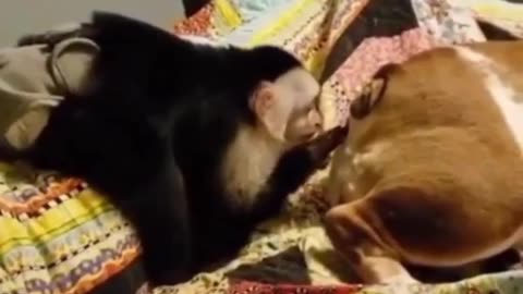 Funny dog monkey 🙉 video viral