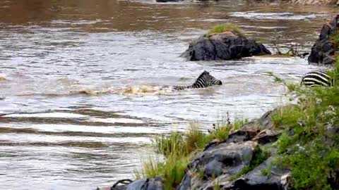 Kenyan zebras cross a river and encounter a crocodile ambush.