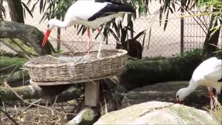 Beautiful Golden Pheasants and Wading Birds