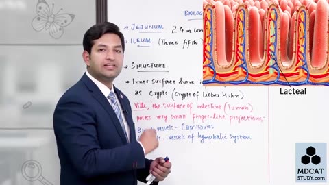 LEC#13 DIGESTION AND ABSORPTION IN JEJUNUM AND ILEUM