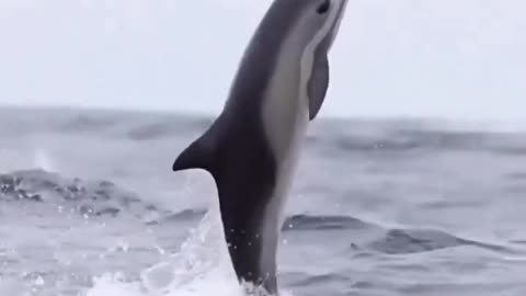 Dolphin video #swimming dolphin
