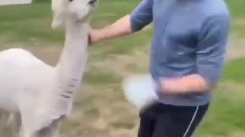 Llama Laughs: When Spit Takes Reach a Whole New Level!
