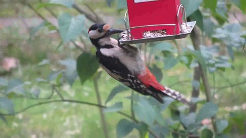 The bird is eating its food