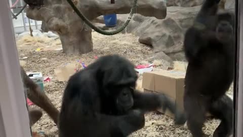 Chimp Response To Artificial Limbs