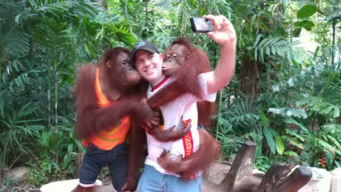 Having Fun with Orangutans