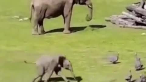 Baby Elephant Chasing Birds