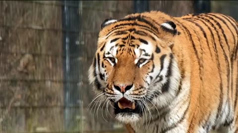 Trend#Rumble#tiger#wildlife#