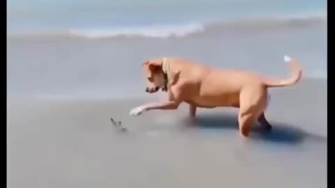 funny dogy moments