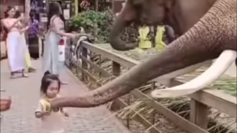 Elephant and little champ