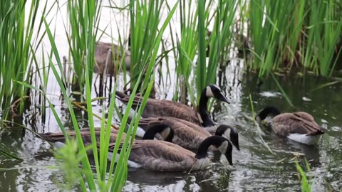 Duck's Search for Sustenance in Serene Waters