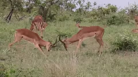 Impala Rams Fighting Animal Videos