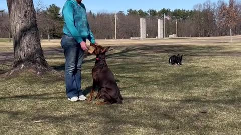 DOBERMAN TRAINING #part 8