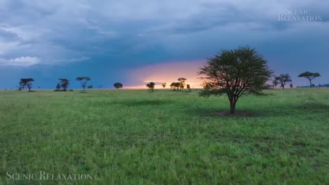 Scenic Wildlife Film With African Music