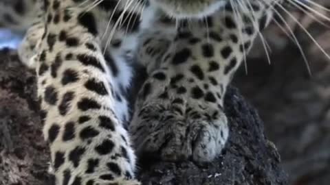 The leopard